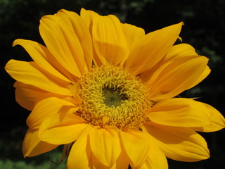 Close up of a beautiful sunflower in the sun 