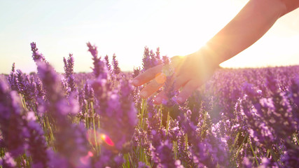 CLOSE UP: Hand touching purple flowers in beautiful lavender field