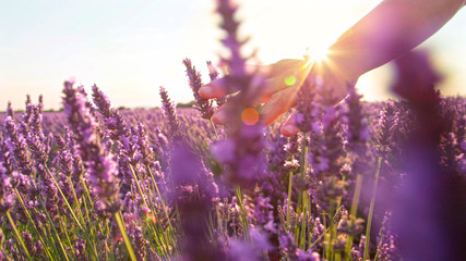 CLOSE UP: Hand touching purple flowers in beautiful lavender field - Powered by Adobe