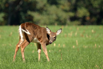 Naklejka na ściany i meble A yearling Whitetail Fawn grazes in a field at the edge of a small woodlot. 