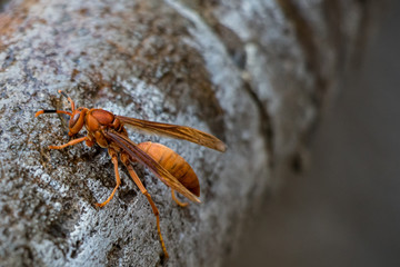 Wasp