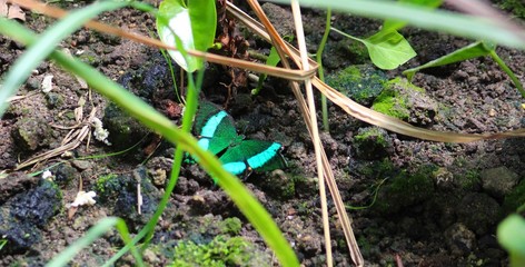 papillon vert et bleu lumineux dans sa serre
