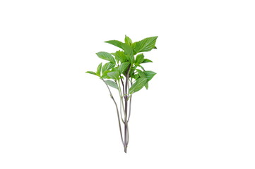 fresh basil leaf tropical herb and food ingredient on white background