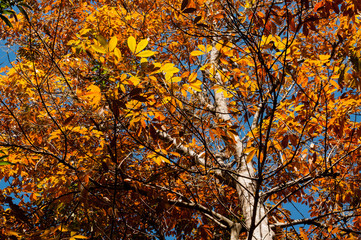 Autumn leaves in contrast with blue sky