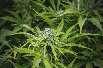Outdoor Cannabis Flowers