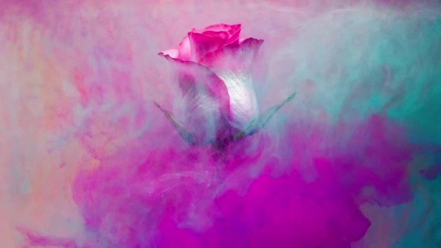 Colorful drop falling on a beautiful rose.