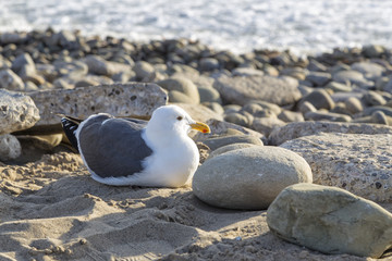 The Seagull in the Beach