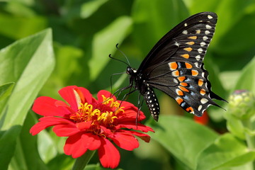 A Black Swallowtail Butterfly feeds on brightly colored heirloom zinnia flowers in my garden on a summer day.