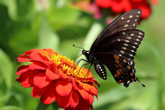 A Black Swallowtail Butterfly feeds on brightly colored heirloom zinnia flowers in my garden on a summer day.