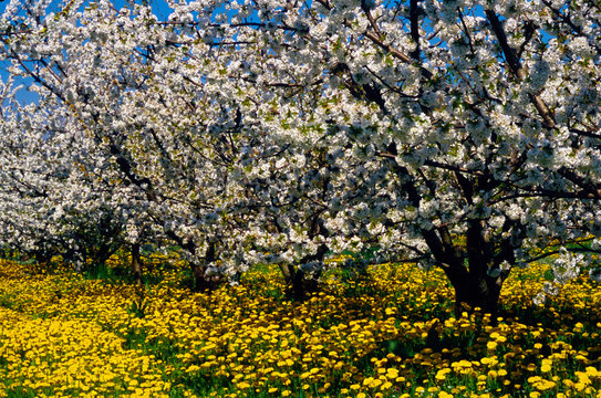 fioriture ciliegio prodotti tipici frutta rossa mora di vignola modena emilia romagna