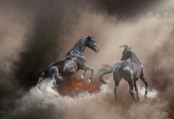 Two black dangerous horse jumping in the dust storm and fire