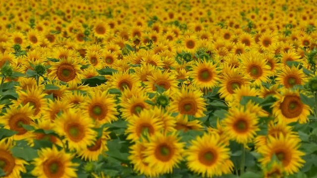 Beautiful sunflowers grow on the field. A lot of yellow big flowers on the horizon and against the blue sky.