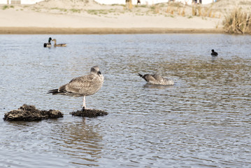The Seagull in the Beach