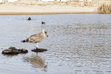 The Seagull in the Beach