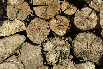 Fototapeta premium Pile of wood logs ready for winter