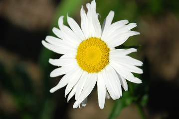 Fototapeta premium Beautiful camomile flower