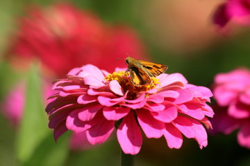 A tiny Fiery Skipper Butterfly feeds on a pink heirloom zinnia blossom in my flower garden.