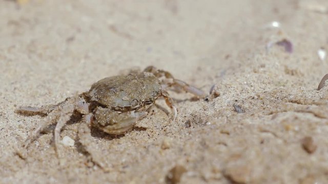 Crab on the beach opens his mouth. Amphibian being says something