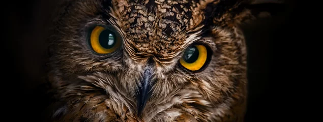 Foto op Plexiglas Uil Gele ogen van gehoornde uil close-up op een donkere achtergrond.