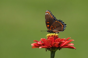 A Purple Admiral Butterfly feed on a pink zinnia in my flower garden.