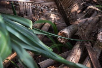 Bamboo