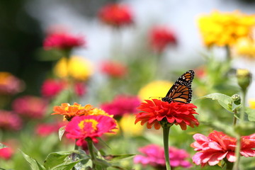 Naklejka premium A vivid Monarch butterfly feed among a garden full of brightly colored heirloom zinnias on a warm summer afternoon.