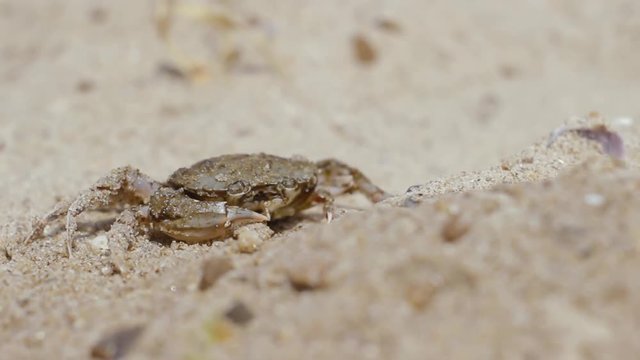 Crab on the beach funny opens his mouth. Amphibian being says something