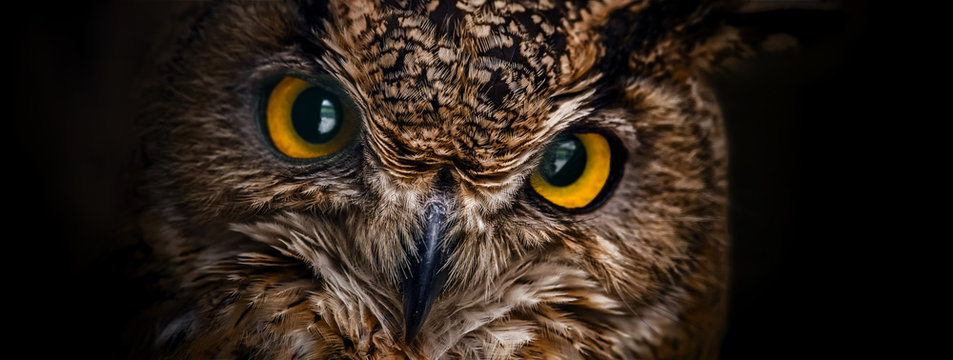Yellow eyes of horned owl close up on a dark background.