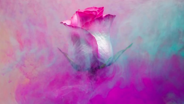 Colorful drop falling on a beautiful rose.