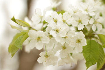 Naklejka na ściany i meble blooming cherry tree branch, fresh flowers in spring 