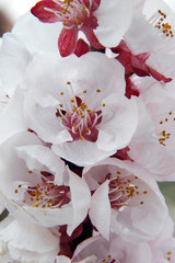 Fototapeta premium fioritura primaverile del ciliegio