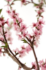blooming peach tree, fresh flowers in spring 
