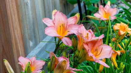 Pink and yellow lilies in bloom