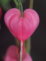 The bleeding heart. Close-up of the flower Bud.