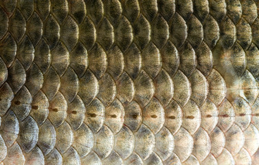 Texture of freshwater fish scales. © vladk213