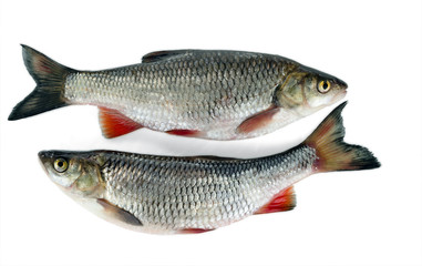 Two chub lie nearby. Isolated on white background. A common freshwater fish.