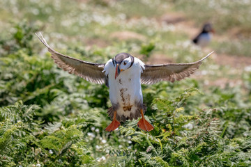 Wild atlantic puffin,