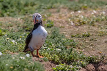 Wild atlantic puffin,