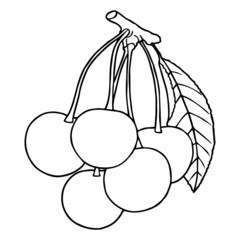 Cherry cartoon illustration isolated on white background for children color book