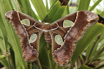 Windowed moth (Rothschildia lebeau)