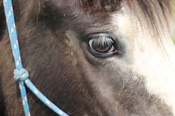 Isl&auml;nder mit Menschenauge