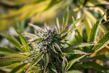 Outdoor Cannabis Flowers