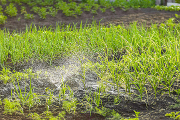 The garden blurred background, garden beds, pour the water