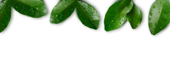 ropical freshness green leave wih water droplet or raindrop