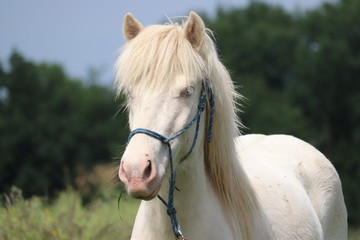 Cremello Isländer