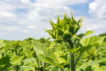 field of a young sunflower during the formation of a hat. Rovnye series. Healthy plants