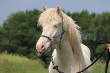 Isl&auml;nder Cremello