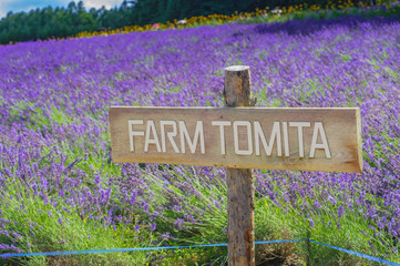Tomito farm wooden template in lavender field