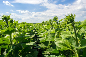 field of a young sunflower during the formation of a hat. Rovnye series. Healthy plants