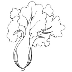 Chinese cabbage cartoon illustration isolated on white background for children color book